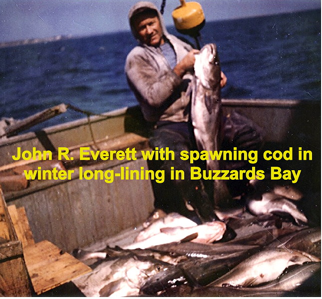 John R. Everett holding freshly caught cod fish on deck during winter long-lining in Buzzards Bay, Massachusetts.