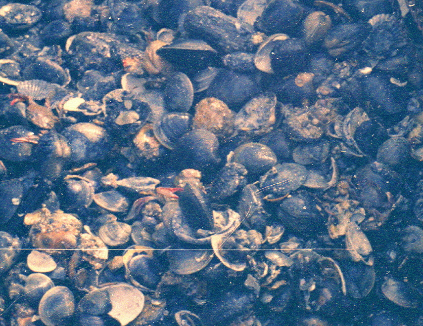 Massive catch in 15 . minute tow of quahog dredge